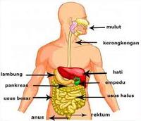 respirasi seluler - Kelas 12 - Kuis