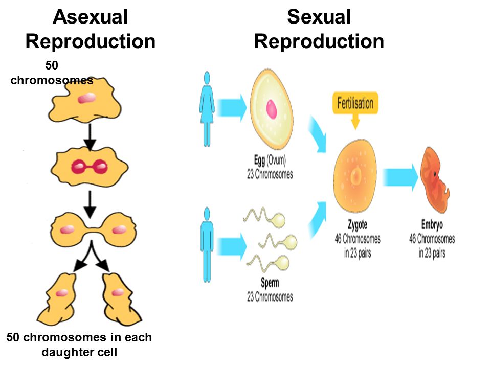 Asexual Vs Sexual Reproduction Definition 16 Differences Examples Riset