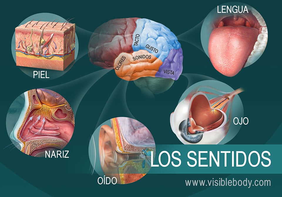 AUDICIÓN Y SOMATOSENTIDOS | Quizizz