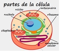 biología vegetal - Grado 6 - Quizizz