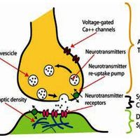 Synapse