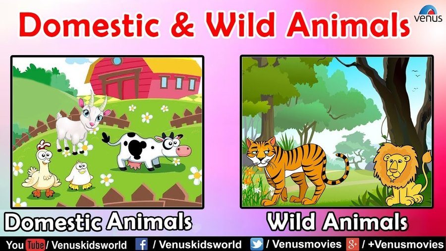 Wild and domestic animals grade 1 | English - Quizizz