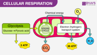 cellular respiration - Class 9 - Quizizz