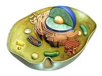 structure of a cell - Year 9 - Quizizz