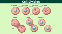 cell division - Class 6 - Quizizz