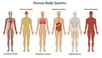 the digestive and excretory systems - Grade 6 - Quizizz