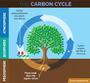 Carbon Cycle