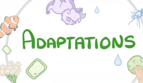 Adaptations- Flocabulary, 142 plays