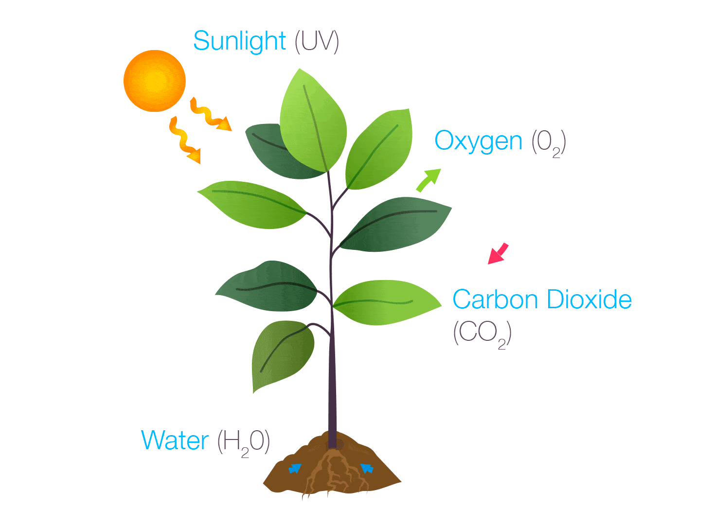 photosynthesis tests