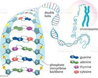 Struktura i replikacja DNA - Klasa 8 - Quiz