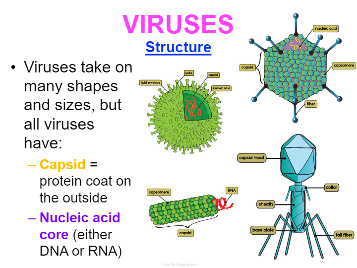 Virus Classification Lesson 