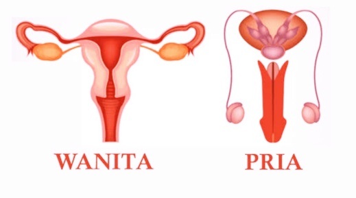 Proses meluruhnya sel-sel epitel yang menyusun dinding rahim disebut ...