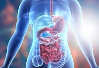 the digestive and excretory systems - Class 4 - Quizizz