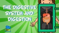 the digestive and excretory systems - Year 1 - Quizizz