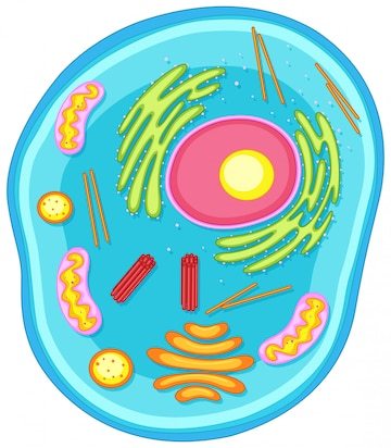 plant and animal cell - Grade 1 - Quizizz