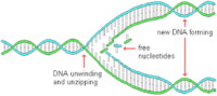 tổng hợp rna và protein - Lớp 10 - Quizizz