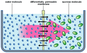 osmosis and tonicity - Class 8 - Quizizz