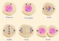 Vấn đề phần trăm - Lớp 9 - Quizizz