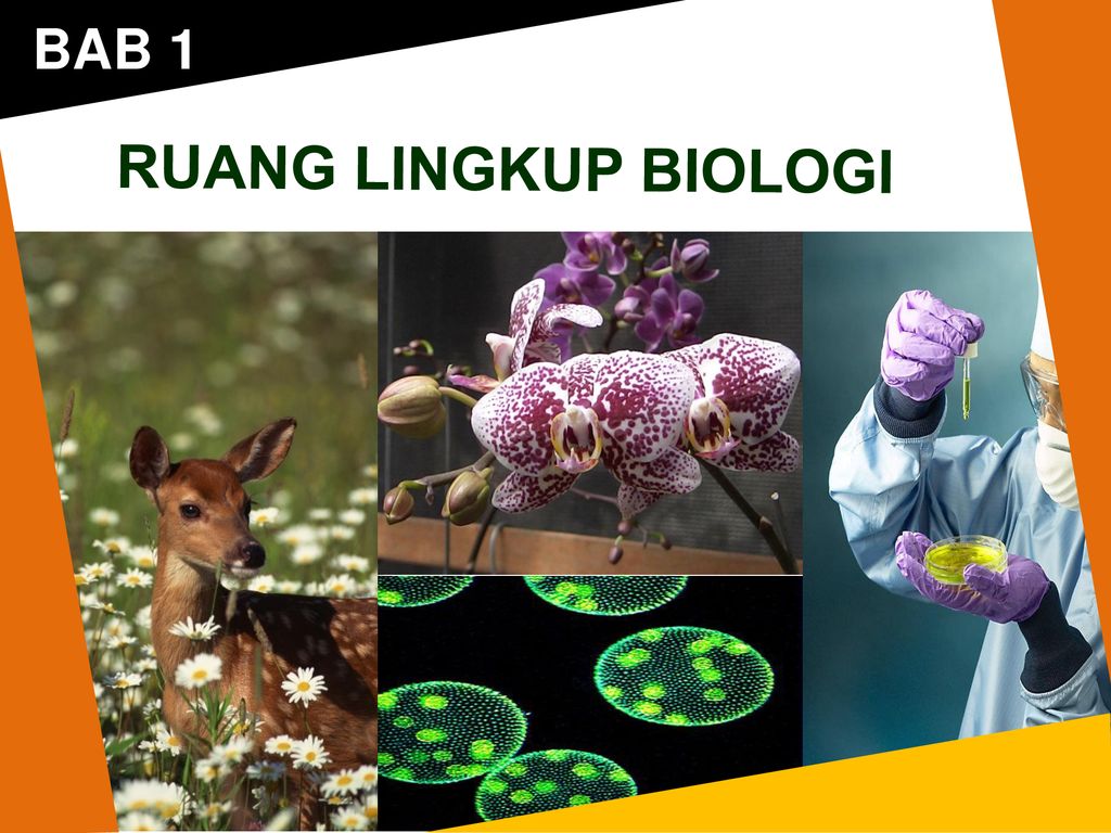 biologi tanaman - Kelas 10 - Kuis