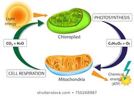 Cellular Energetics Review | Biology Quiz - Quizizz