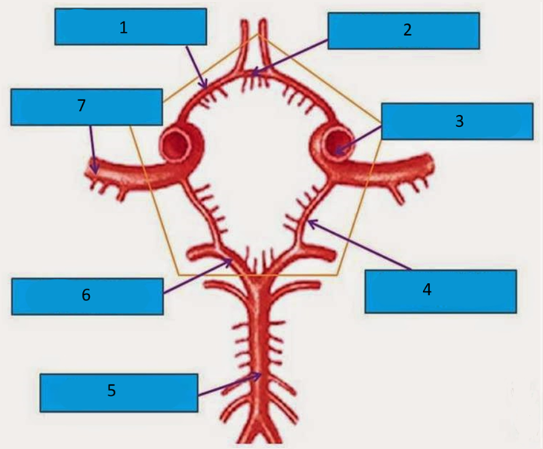 Vascularização Cerebral