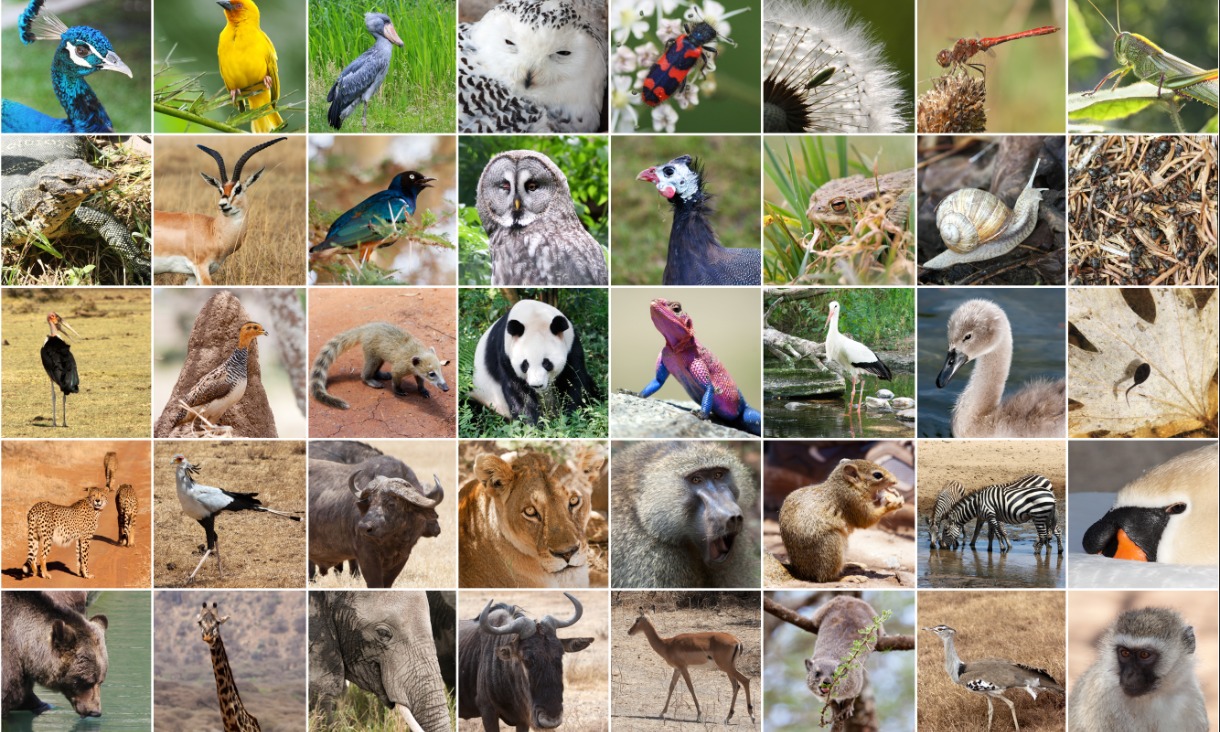 Animals - Year 5 - Quizizz