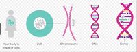 genetics Flashcards - Quizizz