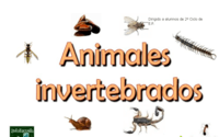 animales - Grado 10 - Quizizz