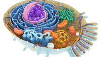 structure of a cell - Class 11 - Quizizz