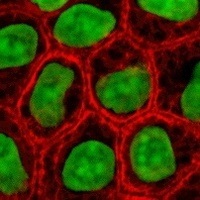 Struktura i replikacja DNA - Klasa 5 - Quiz