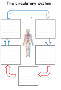 the reproductive system - Year 5 - Quizizz