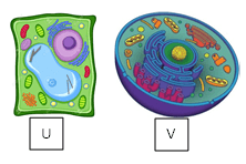 Organel Sel Cell Structure Quiz Quizizz