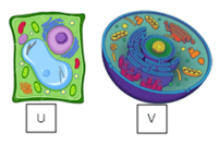 siklus sel dan mitosis - Kelas 7 - Kuis