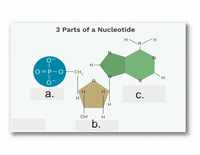 atoms and molecules - Class 11 - Quizizz
