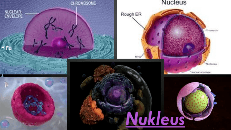 Gen, DNA dan Kromosom  Science - Quizizz