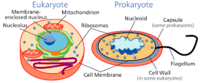 prokaryotes and eukaryotes - Class 9 - Quizizz