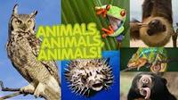 Animals - Grade 8 - Quizizz