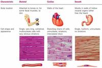 the nervous and endocrine systems - Class 9 - Quizizz