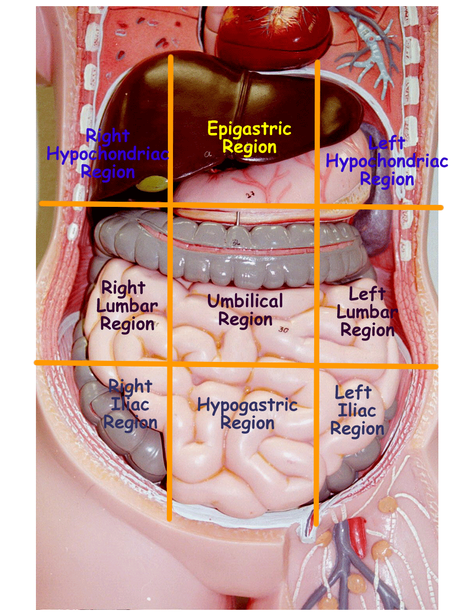 Human Body Quadrants, Regions and Cavities Quiz - Quizizz