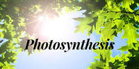 photosynthesis - Grade 3 - Quizizz