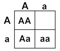hình vuông Punnett - Lớp 7 - Quizizz