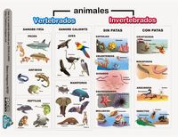 vertebrados e invertebrados - Grado 1 - Quizizz