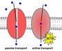 Active Transport