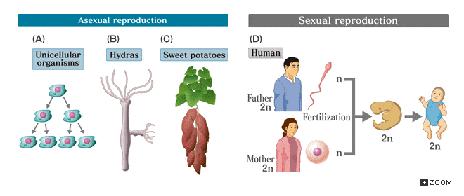 Asexual Vs Sexual Reproduction 60 Plays Quizizz 1460