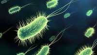 bactérias e arquéias - Série 10 - Questionário