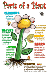 plant parts and their functions - Class 5 - Quizizz