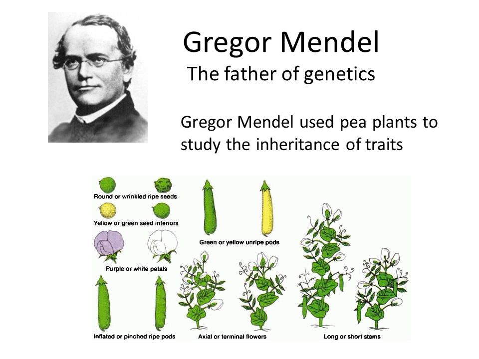 Mendelian Genetics | Quizizz