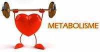metabolisme - Kelas 10 - Kuis