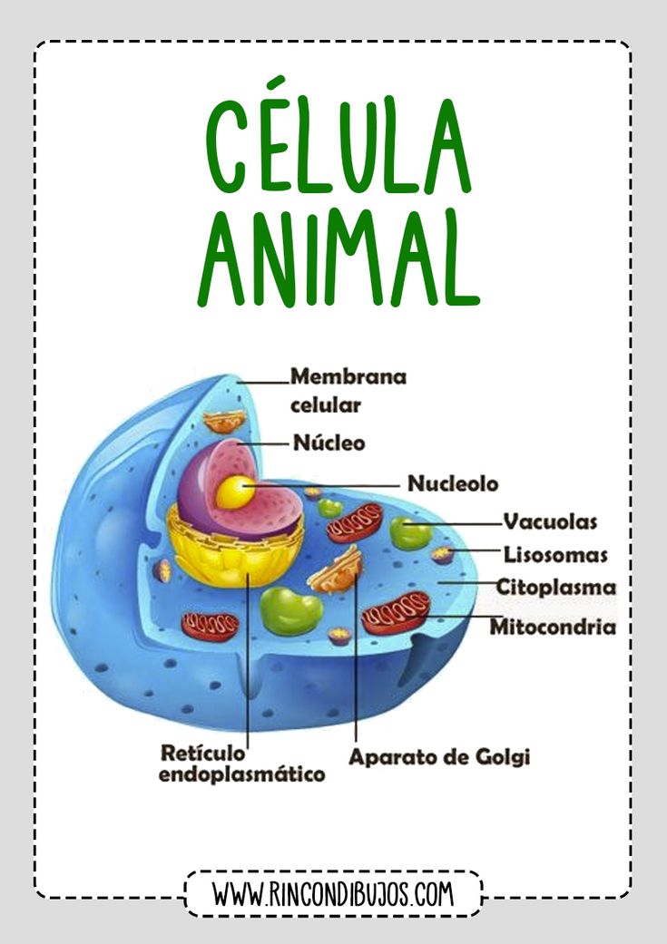 Célula Animal | Quizizz