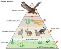 food chain - Year 6 - Quizizz